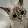 tt_sirius8