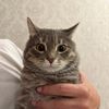 lucky._cat5
