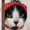 flashocat