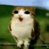 meowelise17
