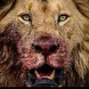 niaz.mohammad317