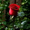 rumana3714