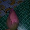 thet10431