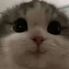 whoismimoka