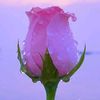 dharshani923
