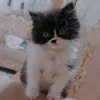 um_mjo5t