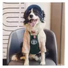 Mây Mây Petshop