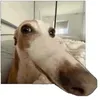 jakolezakoba2