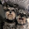 Piper N Willow 🐶