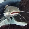 catfish_haven06