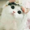 chami_9804