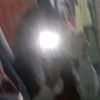 fazilaa_seringsalto