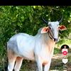 aung.ko.myint162