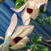 khant9657