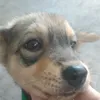 cuccitroisong