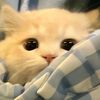 shad.owwhis.per