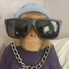 yamy_monke