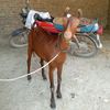 mushtaque.ahmed39