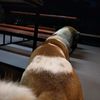 panisa_956