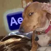 reign.mp4