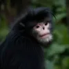 monkey_doesstuff4
