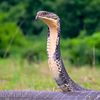 king.cobra2713