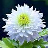 somjai.patama