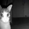 mr.meggoy