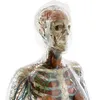 MedZoom