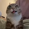 the_guywholovescats