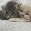 miniboo_trend