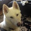 dogpark1