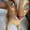 lilyfeeshbee