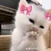 lilot_liraa2