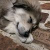 puppy.bones