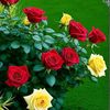 user3018108136031