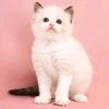 mahnoor.sikandar593