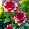 salma.akter358