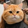 lionelcats11