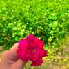 abdulhadi48907