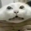 114742786o