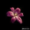 user446293r