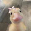 rosalii249