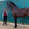 salhi1503