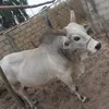 poulo.ba85
