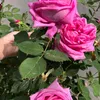 sailmlhcyf3