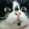 2528383298tiktok