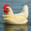 sistema_opoveshchenia