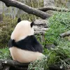 syachiku.panda
