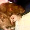 _lazycrazyratmom_